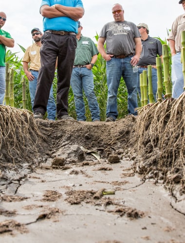 corn roots